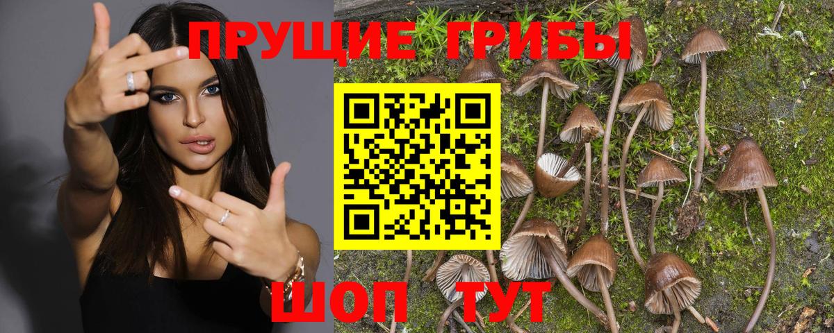 Отрадный  Галлюциногенные грибы Psilocybine cubensis  Вход с VPN 